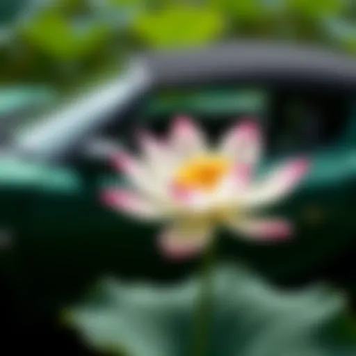 A stunning lotus flower juxtaposed with a sleek sports car.